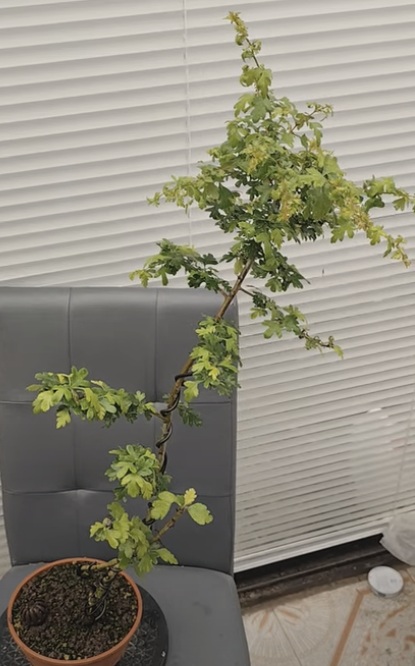 Bonsaï d’aubépine