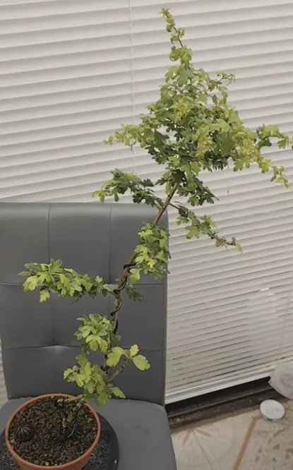 Bonsa&iuml; d'aub&eacute;pine