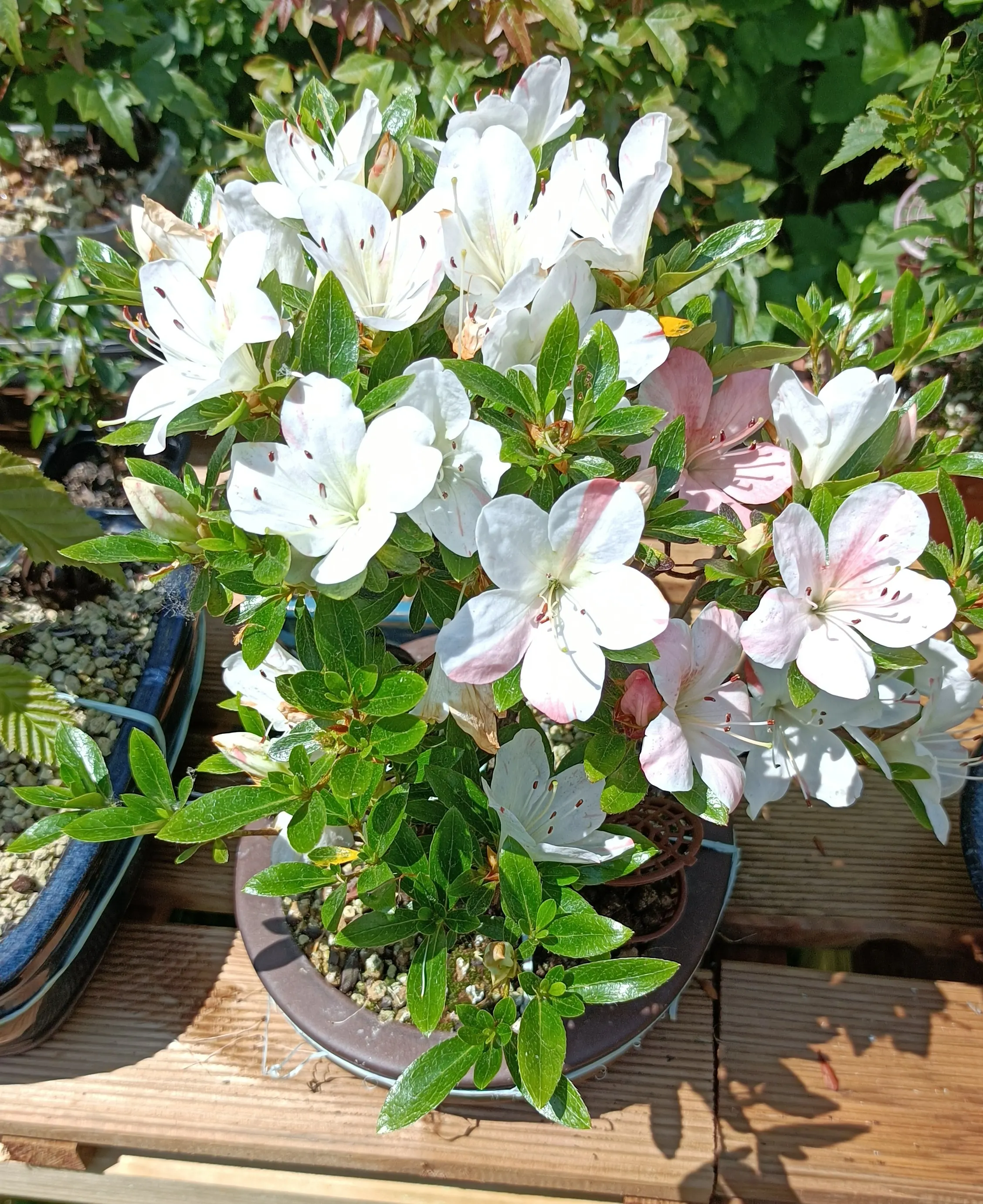 Bonsa&iuml; azal&eacute;e satsuki