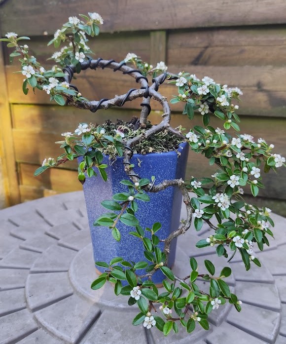 Bonsaï de cotoneaster