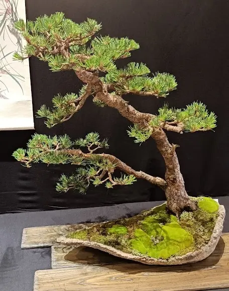 Espace négatif bonsaï