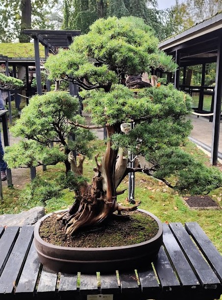 Front view of a bonsai