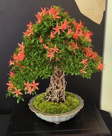 Composition triangulaire