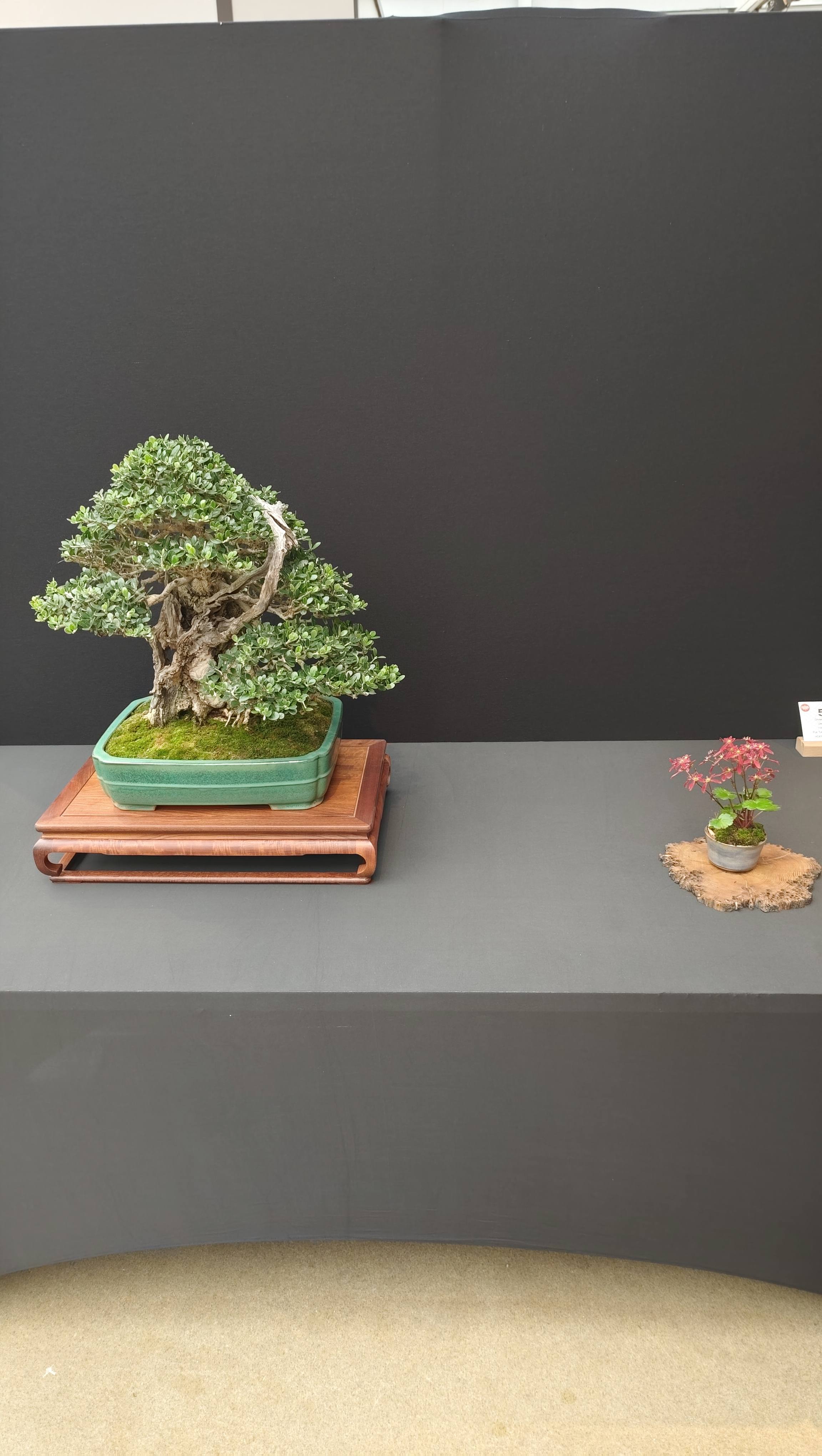 Bonsai Culture Expo 2025
