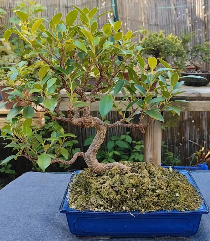Bonsa&iuml; ficus retusa / microcarpa