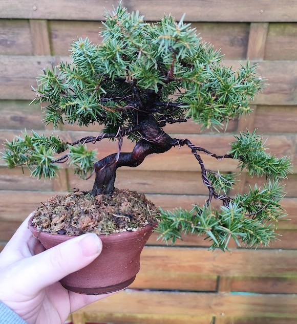 Bonsaï genévrier