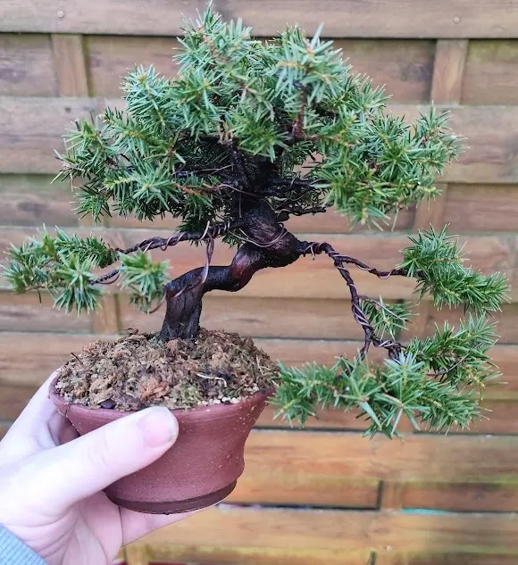 Bonsa&iuml; gen&eacute;vrier