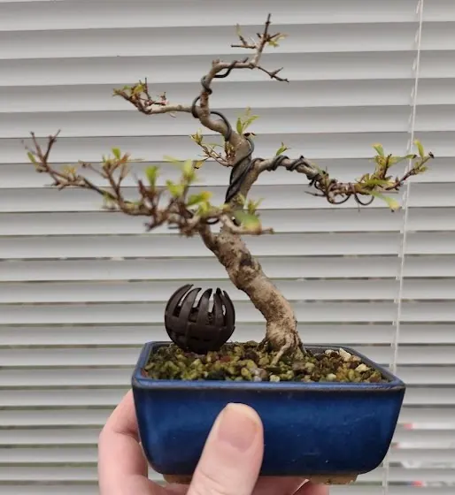 Bonsa&iuml; grenadier