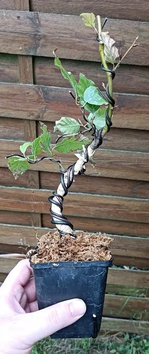 Bonsa&iuml; de h&ecirc;tre