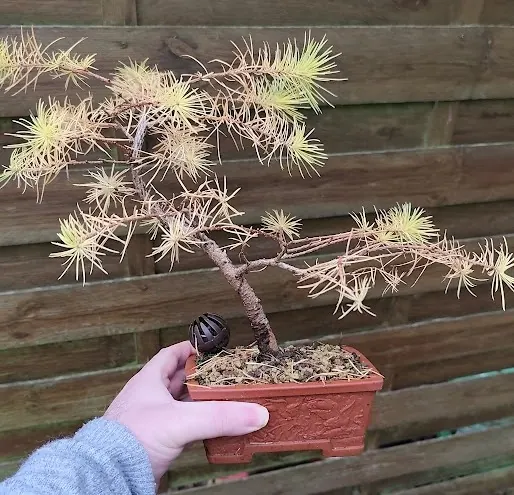 Bonsa&iuml; m&eacute;l&egrave;ze