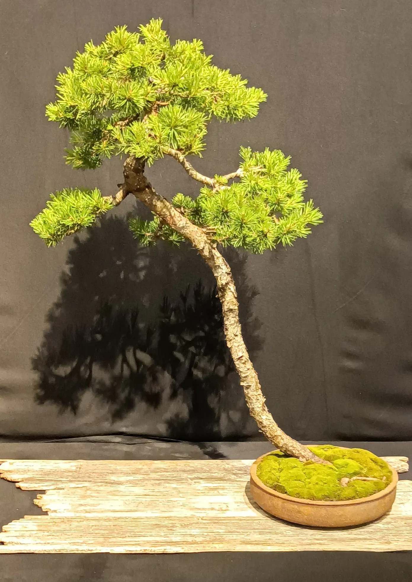 Pot sobre pour bonsaï de style bunjin