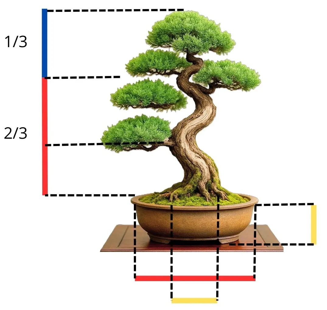 Proportions pot bonsaï
