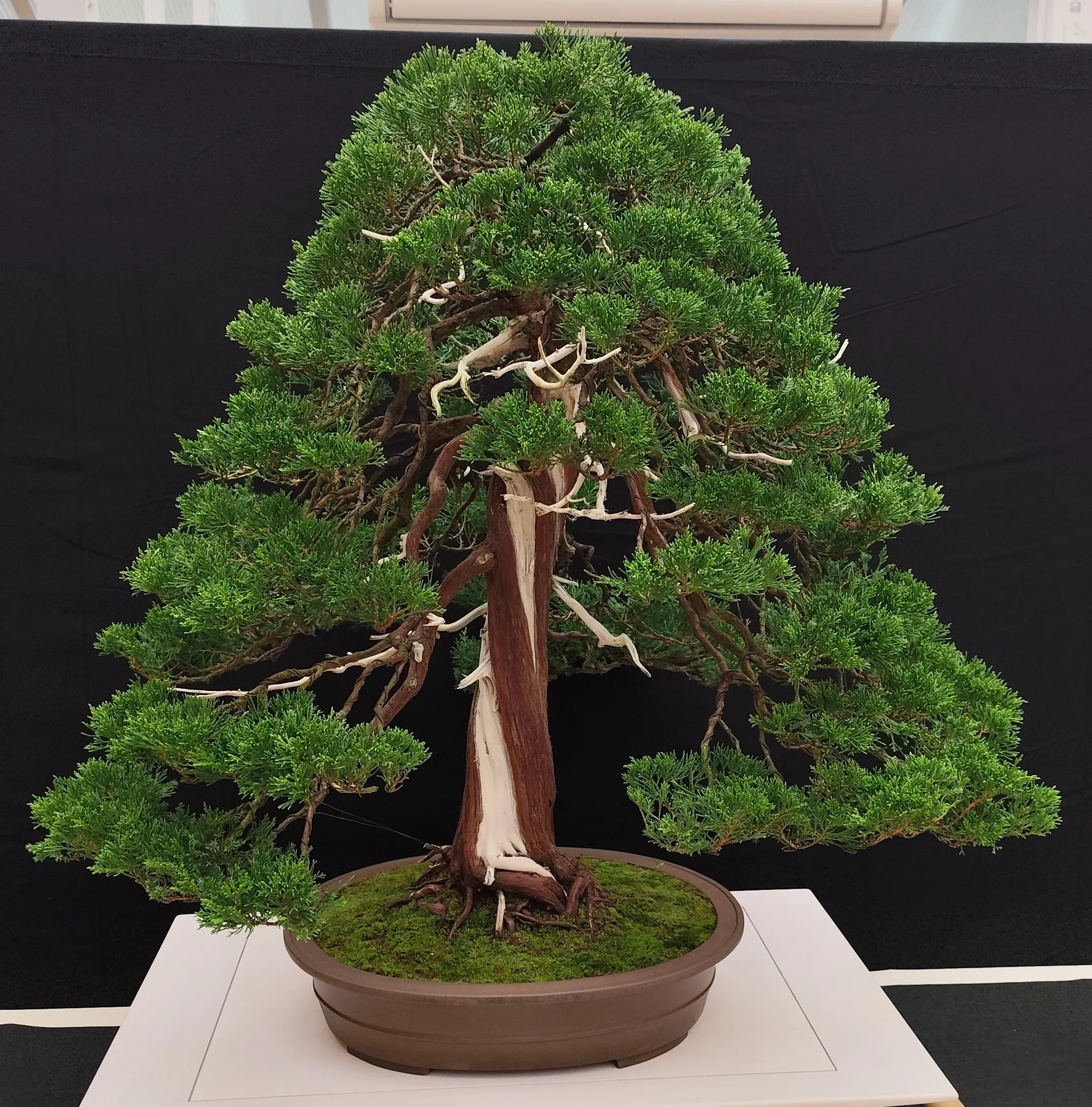 Pot de bonsaï pour style droit ou informel