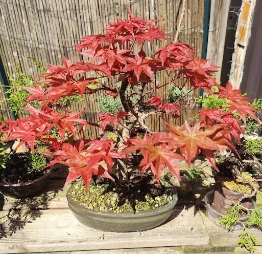 Bonsaï au printemps