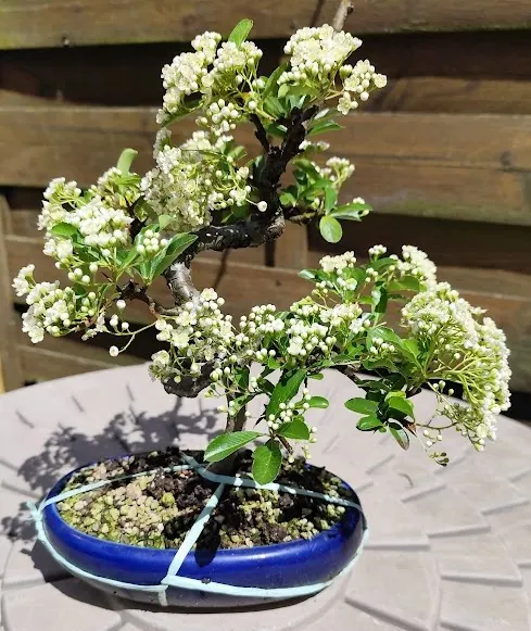 Bonsa&iuml; de pyracantha