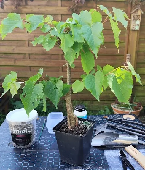 Bonsa&iuml; de tilleul